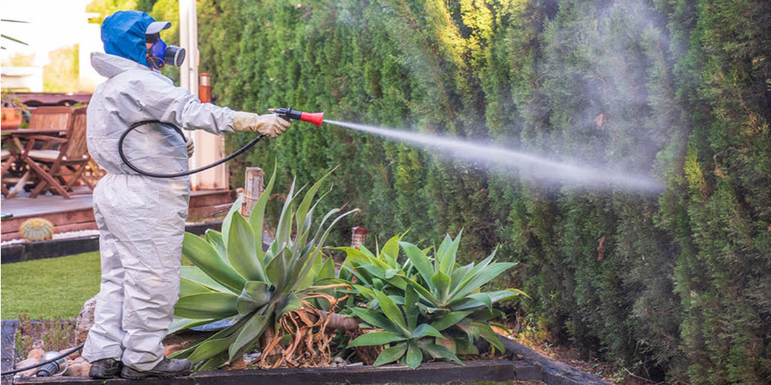 Control de plagas en época de lluvia y frío: Prevención y soluciones efectivas